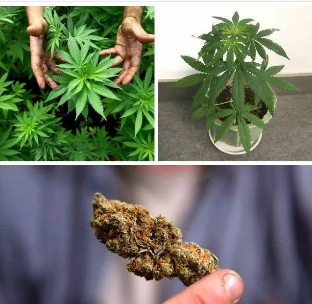 【禁毒知识】  带你认识五种最常见的毒品原植物，你认识吗？